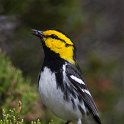 11SB9932 Golden-cheeked Warbler with Insect